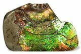 Brilliant Ammolite (Fossil Ammonite Shell) - Beautiful Iridescence! #258173-1